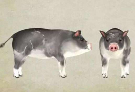 生肖猪 生肖猪