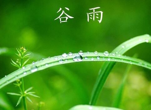 谷雨 谷雨