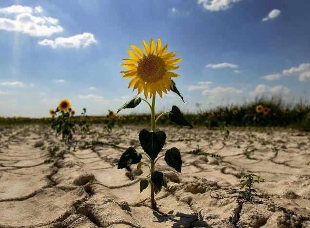 防治荒漠化和干旱日(每年6月17日) 防治荒漠化和干旱日(每年6月17日)