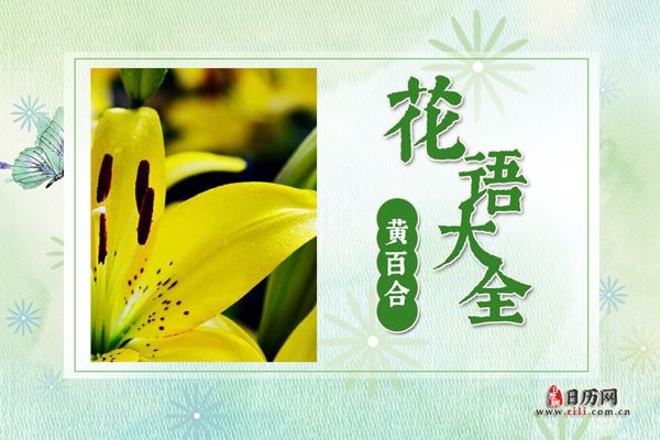 黄百合花的花语是什么?黄百合花的象征意义及传说