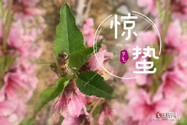 惊蛰粉色花丛中有一只迷路的蜜蜂