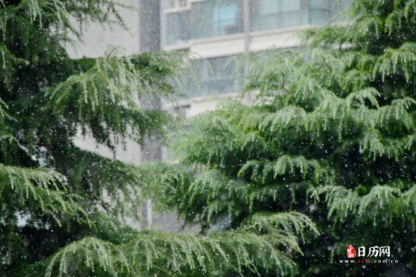下雪天的松树 下雪天的松树