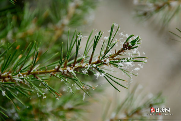 雪花飘落在松树枝上