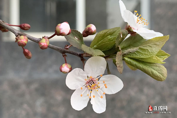 春天来了，枝头的杏花竞相开放