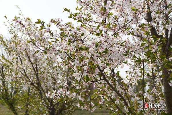 樱花树桃树