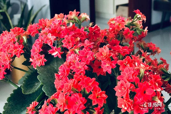 植物之红色的长寿花