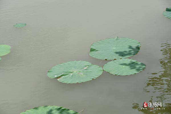 荷叶池塘植物绿色自然-