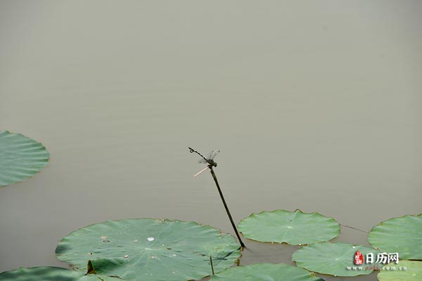 蜻蜓立枝头昆虫荷叶池塘植物绿色自然-