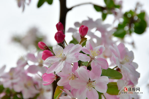 粉红透白的西府海棠花