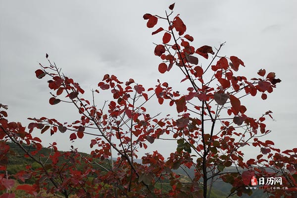 红色树叶风景
