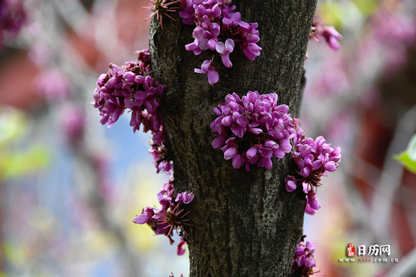 花卉紫荆花