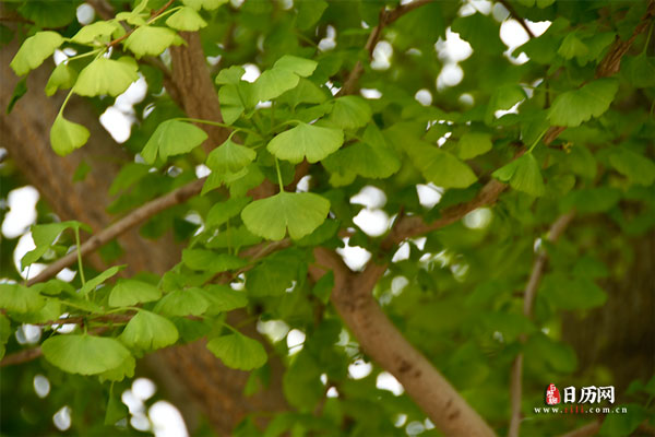 绿色植物银杏树