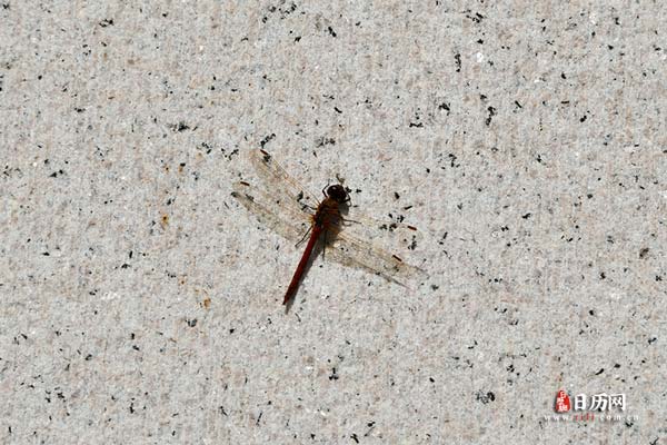 一只落在地面上的蜻蜓