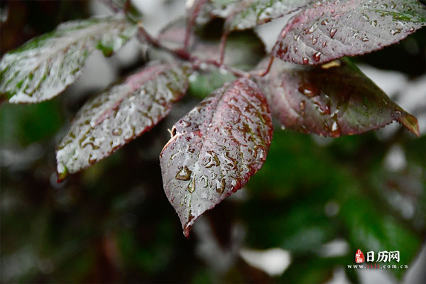 下雨天树叶雨滴雨水叶面水珠水滴落下掉落