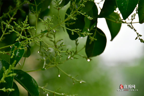 下雨天雨滴湿自然植物叶