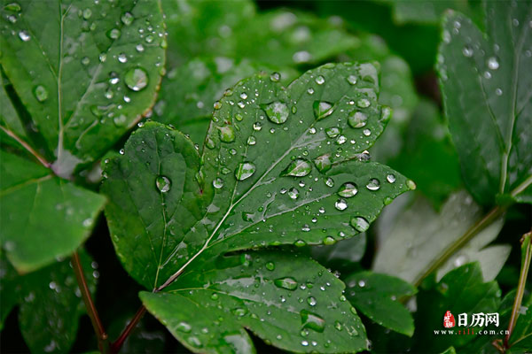 下雨天雨植物露水自然叶户外花园绿色