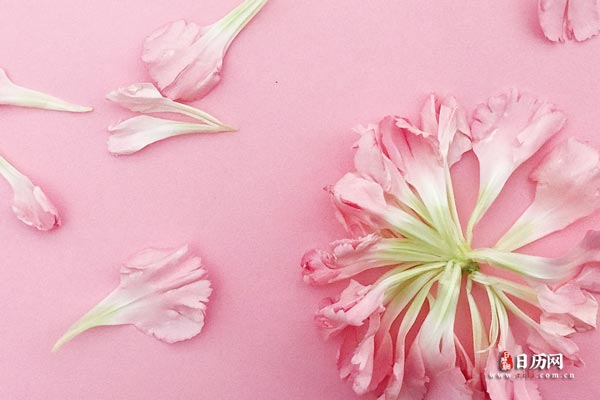 粉色康乃馨花瓣