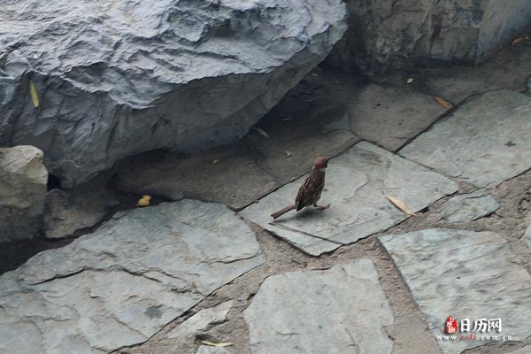 麻雀站在石头路上