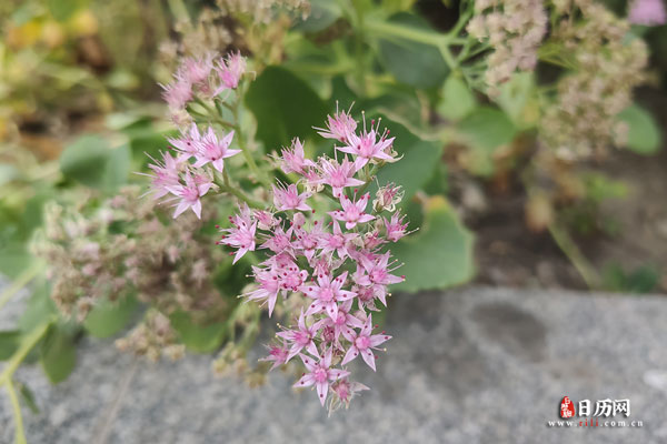植物风景之粉色的花