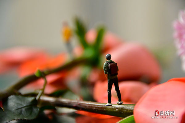 情人节微缩摄影之男孩站在玫瑰花枝上