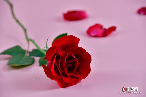 红色玫瑰花花瓣