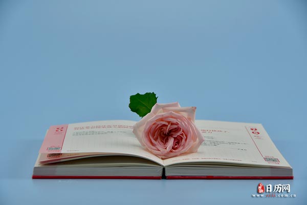 玫瑰花书淡粉色一束花-