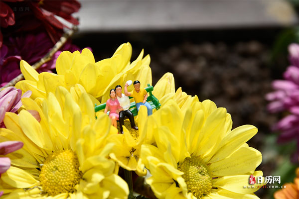 微缩摄影之情侣坐在菊花上观赏风景
