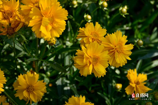 色彩艳丽的黄色金鸡菊-
