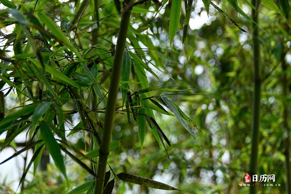 绿色植物树叶竹子
