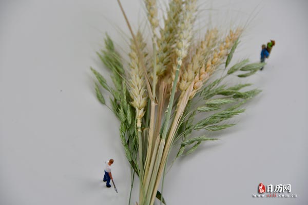 微缩摄影之两个人站在一把麦穗旁