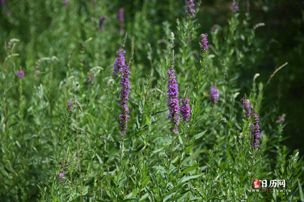 自然风景绿色植物紫色花