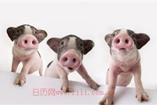 属猪的几月出生最好,属猪的2月出生好吗?