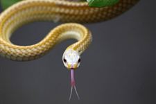 ÉúФÉߵı¾Ãü·ðÊÇʲô ÊôÉߵı¾Ãü·ðÊÇʲô