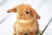 属兔人2016猴年每月运势