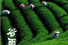 谷雨节气指导农民春耕的谚语
