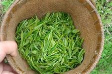 为何说谷雨这天的茶最好?