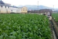 谷雨湿润 加强春菜病害虫害的防治