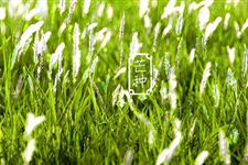 节气风物:芒种火烧天是什么意思