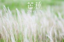 芒种时开什么花