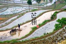 关于芒种谚语 2017年芒种谚语大盘点