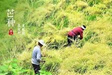 2017年芒种时间 2017年芒种是几月几日