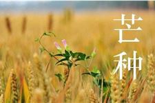 芒种诗句大全 2017年关于芒种诗句都有哪些