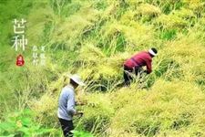 芒种节气简介 芒种是什么节气