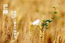 2017年芒种时间 2017年芒种是几月几日几点