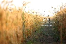 芒种的含义 芒种节气有什么样的含义