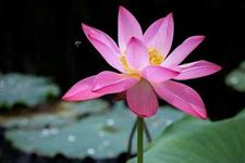夏至节气天气有哪些特点
