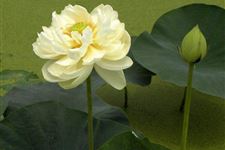 关于夏至诗句大全 描述夏至诗句大全