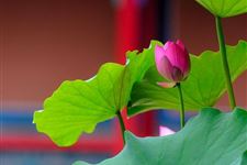 夏至节气将至 传统习俗有哪些