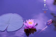夏至节气简介 夏至节气有什么特点