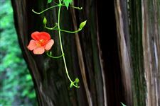 二十四节气之夏至是什么意思